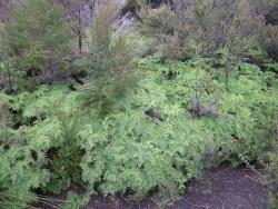Gleichenia dicarpa. Group D. Habitat. 
 Image: L.R. Perrie © Leon Perrie 2006 CC BY-NC 3.0 NZ